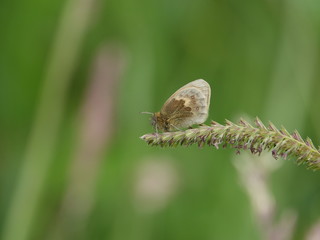 small heath butterfly (Coenonympha pamphilus)