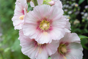 pink alcea, hollyhock flowers closeup