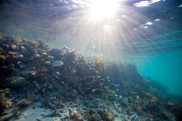 Fototapeta na wymiar Diving Reef Coral 