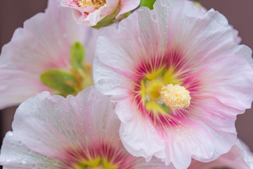 Obraz na płótnie Canvas pink alcea, hollyhock flowers closeup