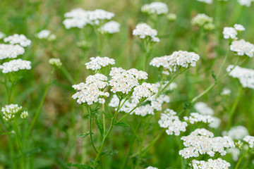 yarrow,  achillea millefolium white flowers © aga7ta