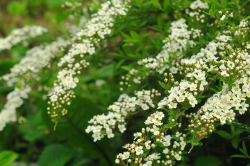 Small, white flowers in sumptuous clusters along leafy Spirea shrub branches.