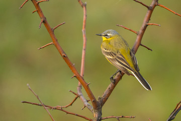 Western Yellow Wagtail (Motacilla flava). Polesie. Ukraine