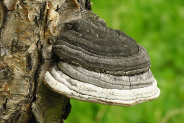 Fomitopsis betulina, previously Piptoporus betulinus, known as the birch polypore, birch bracket,