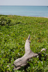 南国沖縄のエメラルドグリーンの海と流木