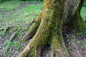Old Big tree at Alishan national park area in Taiwan.