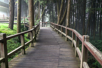 Obraz premium The walkway from wood in alishan national park at taiwan