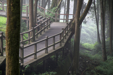 The walkway from wood in alishan national park at taiwan