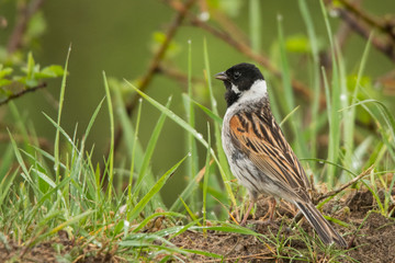 Common reed bunting (Emberiza schoeniclus). Polesie. Ukraine