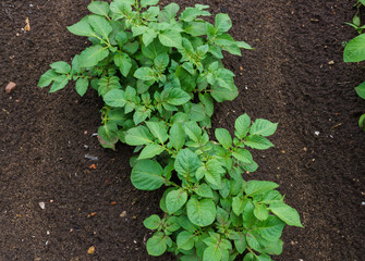 Young green sprouted potato shoots on the field.