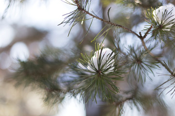 Naklejka premium Tree pine snow in the park sunny day new year christmas winter