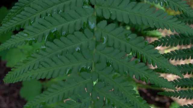 Panning over a European forest fern, scientific name Dryopteris filix-mas, from the class of Polypodiopsida