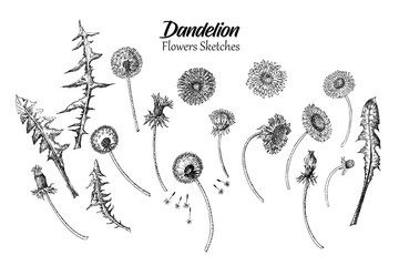 Dandelions Wild Flowers Sketches. Hand Drawn - 274663587