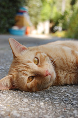 南国沖縄の路上で寝っ転がる可愛い猫