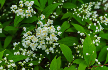 Beautiful sprigs of decorative little jasmine with white flowers.