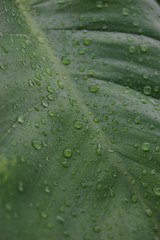 南国沖縄の雨粒が残る葉