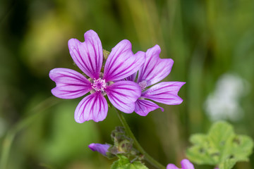 Fototapeta premium Malve