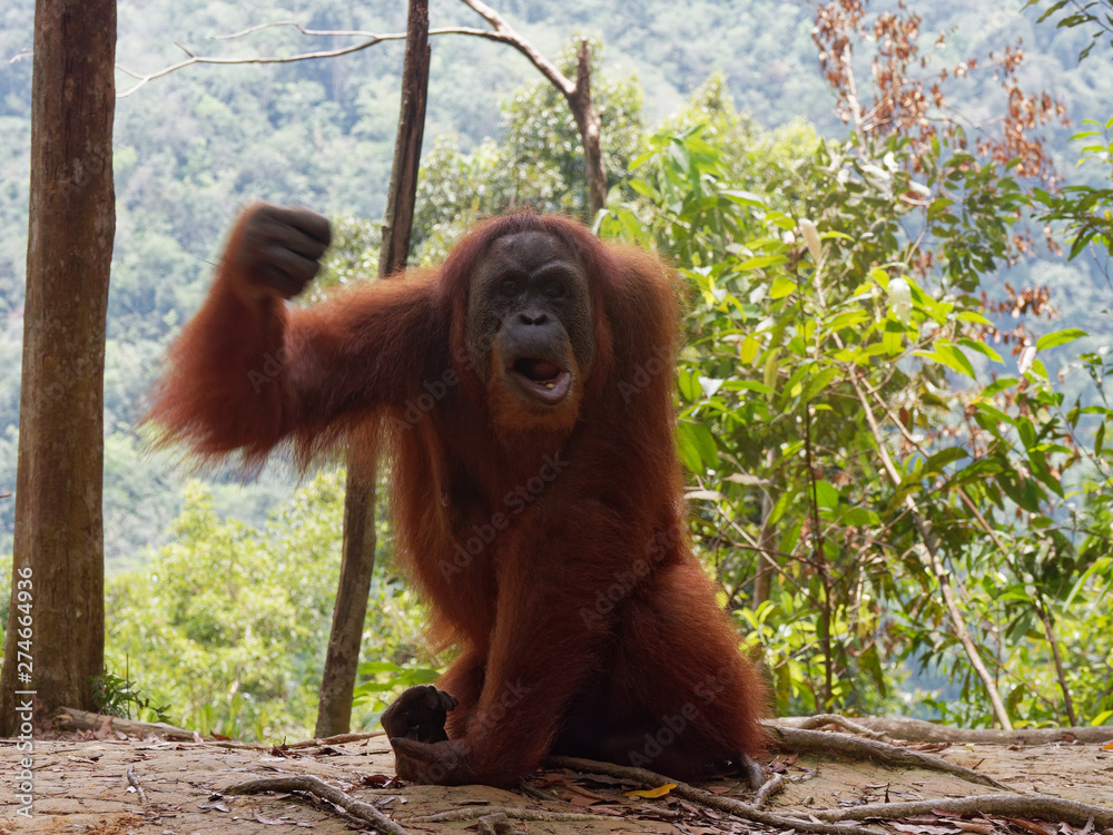 Wall mural Angry Orang Utan Sumatra Jungle