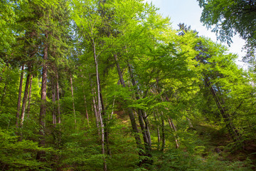 Fototapeta premium tall trees in the tropical forest