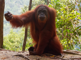 Demanding Orang Utan Sumatra Jungle
