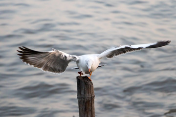 Seagull lands on a wooden stake in the sea. A sea gull flying over the sea at sunset.