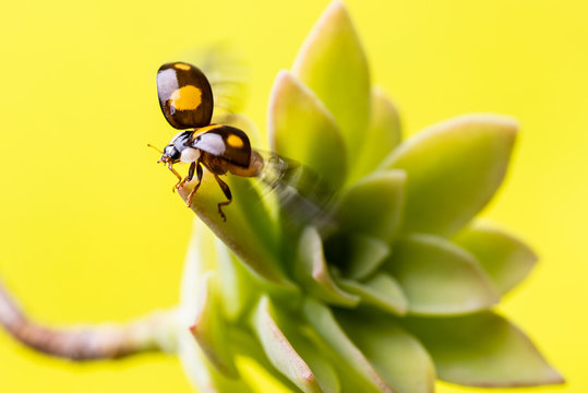 Macro-image of a ladybug, at the moment when the flight stands out with the front wings open