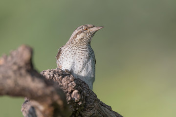 Fantastic closeup of Eurasian wryneck (Jynx torquilla)