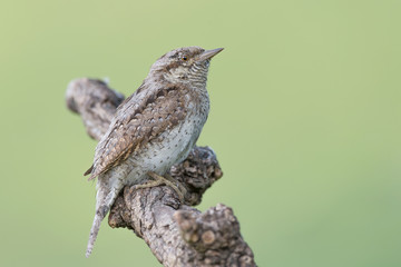 Fantastic closeup of Eurasian wryneck (Jynx torquilla)