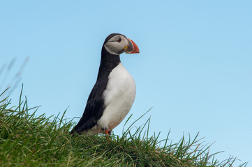 Macareux Islande