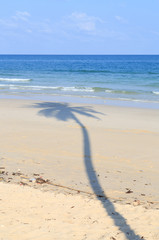 Fototapeta na wymiar Palm tree shadow on the beach/Coconut palm tree shadow on the beach/The beach and the sea very beaytiful/