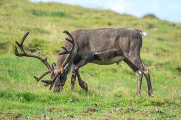 Naklejka premium Paysage Islande
