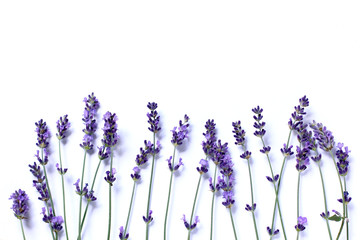 sprigs of flowering lavender on white background top view. background for gentle wishes