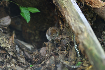 gray mouse crawls out of the burrow from the ground in the forest