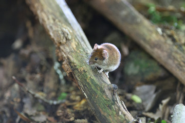 gray mouse crawls out of the burrow from the ground in the forest