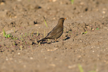 Thrush walking on the ground hunting for insect 