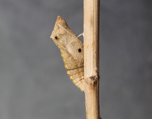 a swallowtail butterfly pupa with two holes made by predator ants on a mottled grey background