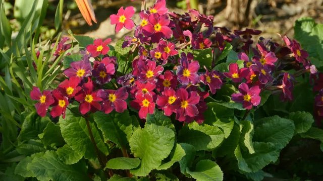 bush bright red primrose trembling in the wind