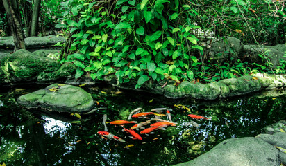 Forest in Bangkok, Asia, Thailand, Summer days, May, 2018, Gold fishes are swimming in lake, Tourist spot