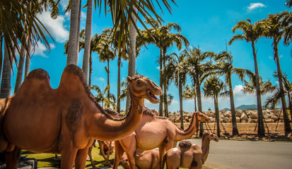 Bangkok, Sanctuary park, Asia, Summer time, 2018, May, Artificial desert with artificial camels for tourist spot