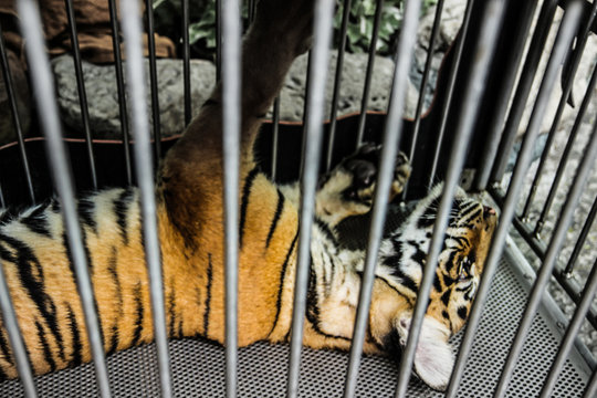 Poor Tiger Cub Is Locked In Cage To Entertain People