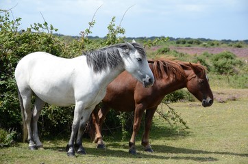 Obraz premium New Forest ponies on the moors in Hampshire