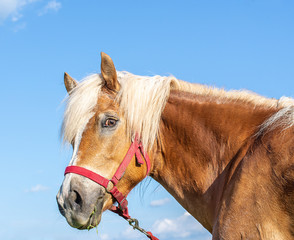 Portrait of brown horse, female. For the background is clear blue sky with a few white clouds. Big Domestic pet. A wonderful animal.