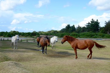 New Forest ponies on the roadside at Beaulieu in Hampshire