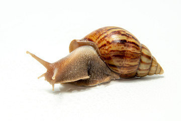 Snail, Snail Slime on white background