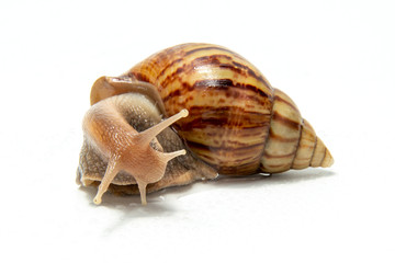 Snail, Snail Slime on white background