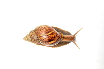 Snail, Snail Slime on white background