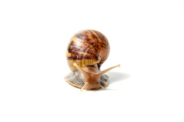 Snail, Snail Slime on white background