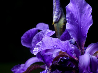 Iris closeup, water drop, violet leaves, black background