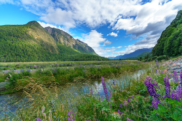 Fototapeta na wymiar meadow with lupins on a river between mountains, new zealand 3