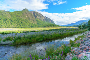 meadow with lupins on a river between mountains, new zealand 9